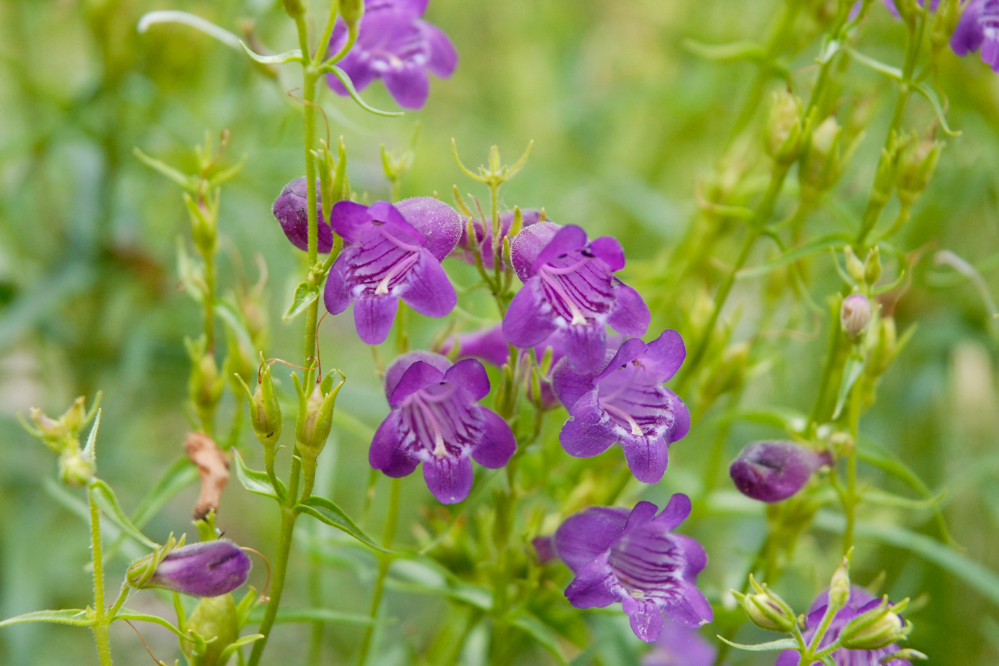 Pikes Peak Purple Penstemon
